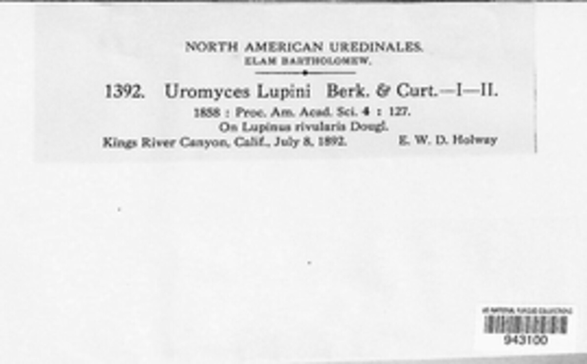 Uromyces lupini image
